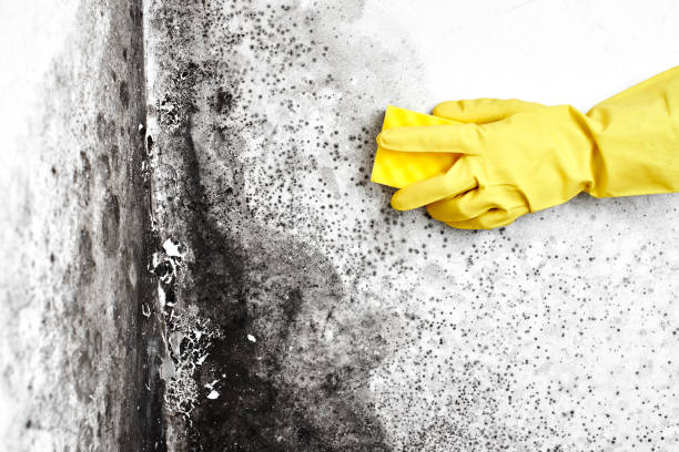 Best Residential Mold Removal  in Minneola, FL