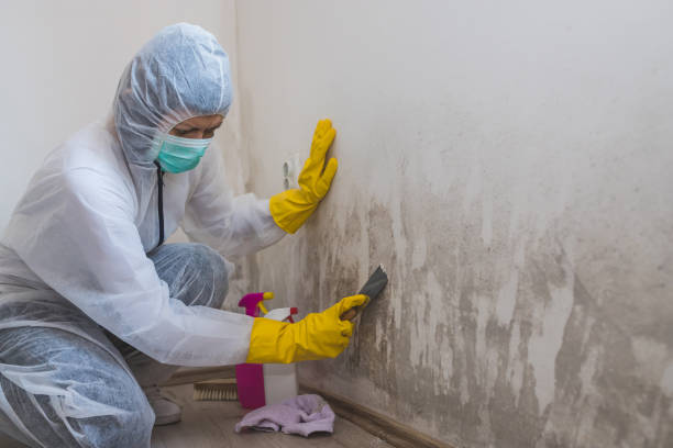 Best Attic Mold Removal  in Minneola, FL