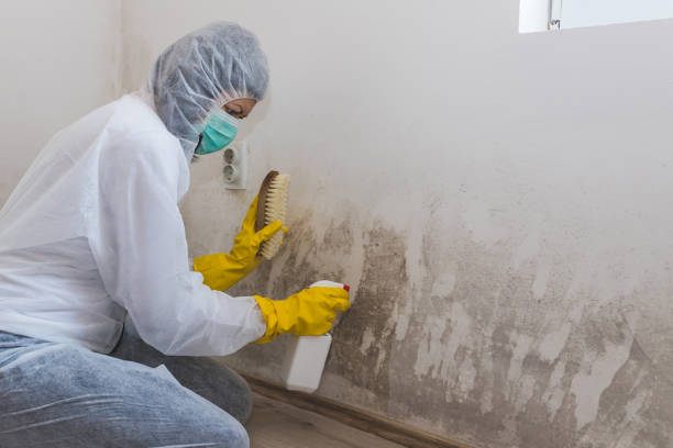 Best Home Mold Removal  in Minneola, FL