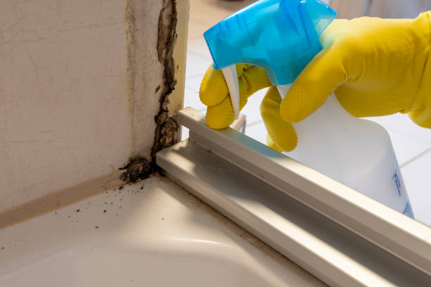 Certified Mold Removal in Minneola, FL