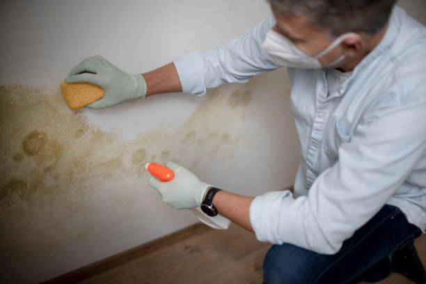 Home Mold Removal in Minneola, FL