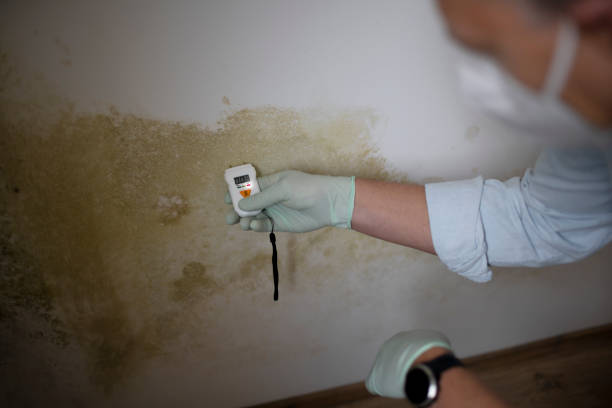 Best Office Mold Removal Services  in Minneola, FL