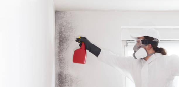 Best Local Mold Removal Service  in Minneola, FL